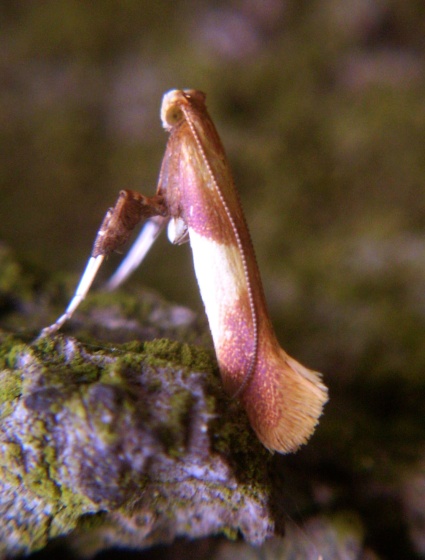 psotka veľká  -   Vzpřímenka Caloptilia robustella