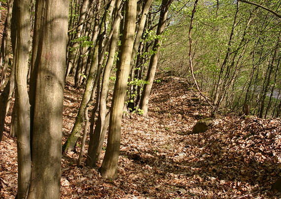 biotop ušiaka zväzkovitého Carpinus betulus, Gyromitra fastigiata