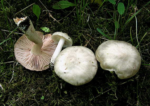 hodvábnica jarná Entoloma clypeatum (L. ex Hook.) Kumm.