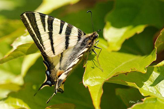 vidlochvost ovocný Iphiclides podalirius