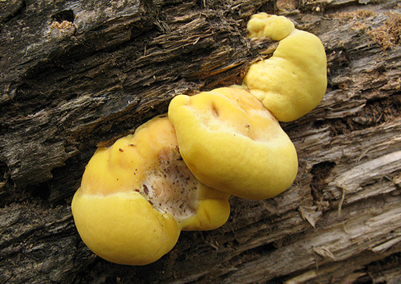 sírovec obyčajný Laetiporus sulphureus (Bull.) Murrill