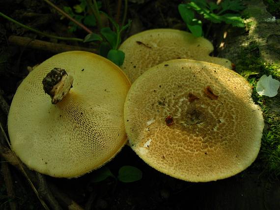 trúdnik plástovitý Lentinus arcularius (Batsch) Zmitr.