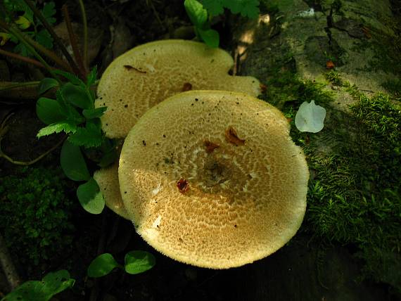 trúdnik plástovitý Lentinus arcularius (Batsch) Zmitr.