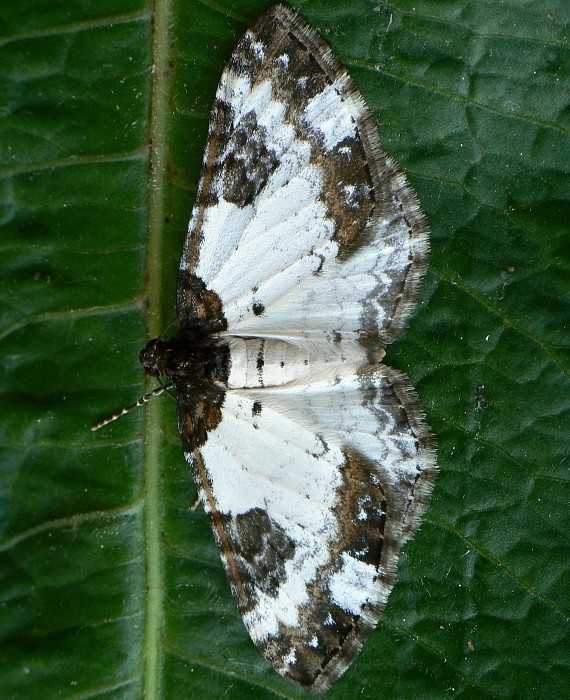 piadivka zimozeleňová Melanthia procellata  Denis & Schiffermüller,1775