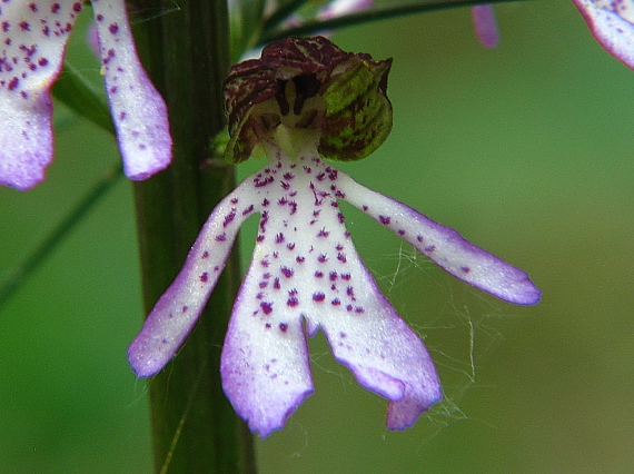 vstavač vojenský x vstavač purpurový  Orchis militaris x Orchis purpurea