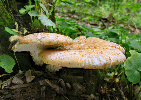 trúdnik šupinatý Polyporus squamosus (Huds.)ex Fr.