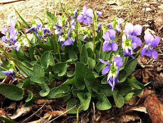 violka vonná - fialka voňavá Viola odorata L.