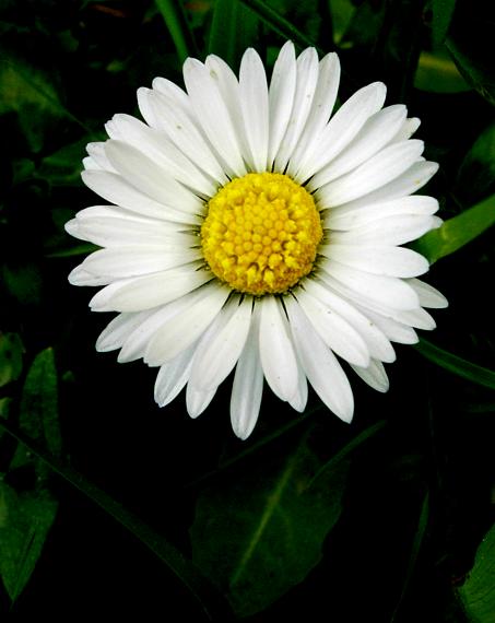 sedmokráska obyčajná Bellis perennis L.