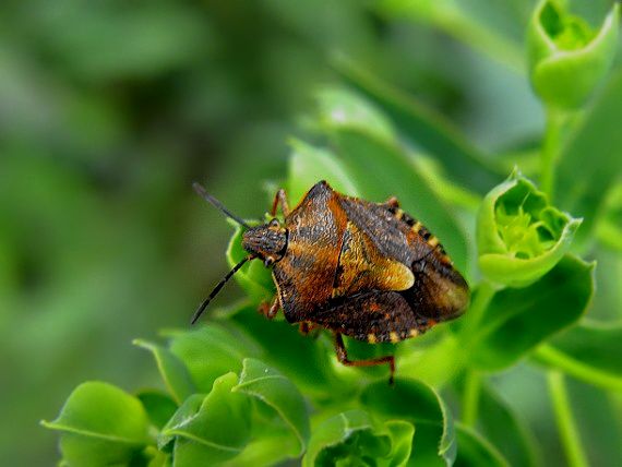 bzdocha Carpocoris purpureipennis