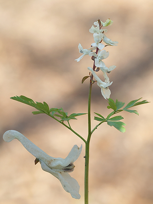 chochlačka dutá Corydalis cava (L.) Schweigg. et Körte