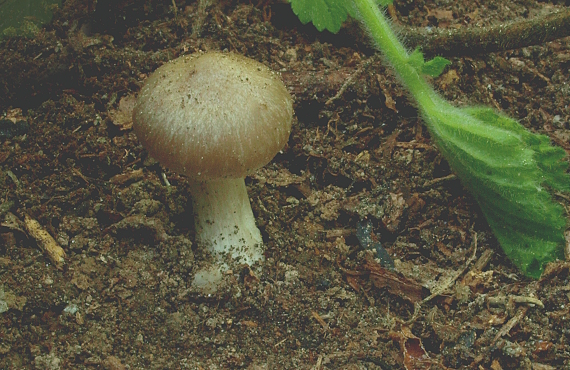 hodvábnica jarná Entoloma clypeatum (L.) P. Kumm.