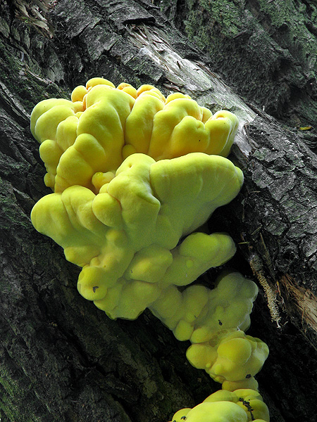 sírovec obyčajný Laetiporus sulphureus (Bull.) Murrill