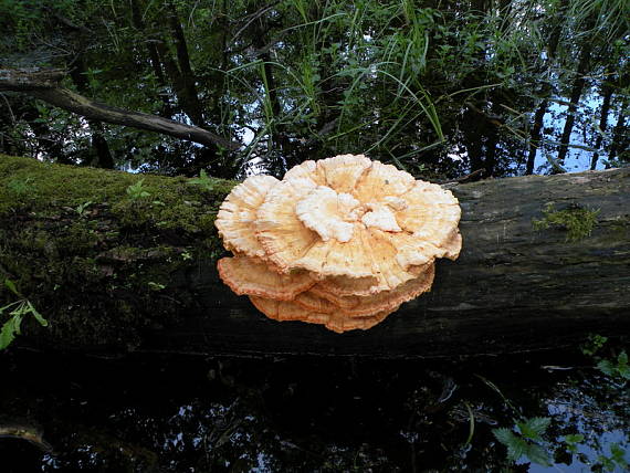 sírovec obyčajný Laetiporus sulphureus (Bull.) Murrill