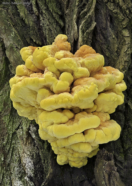 sírovec obyčajný Laetiporus sulphureus (Bull.) Murrill