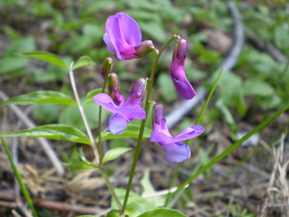 hrachor jarný Lathyrus vernus (L.) Bernh.