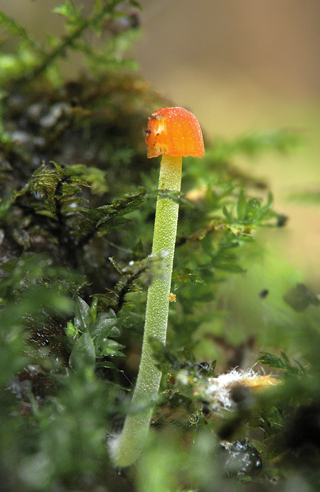 prilbička ihličková Mycena acicula  (Schaeff.) P. Kumm.