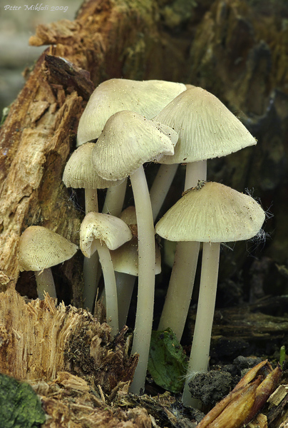 prilbička ružovolupeňová Mycena galericulata (Scop.) Gray