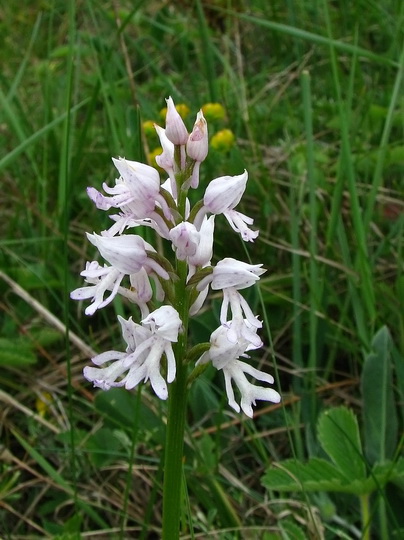 vstavač vojenský Orchis militaris L.