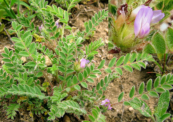 kozinec  Astragalus sesameus L.