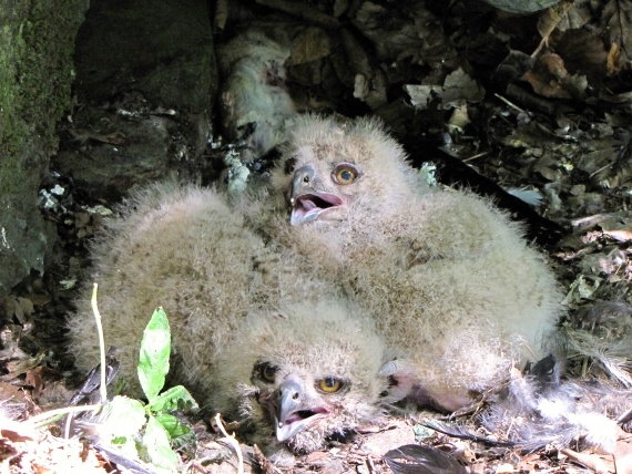 výr velký Bubo bubo