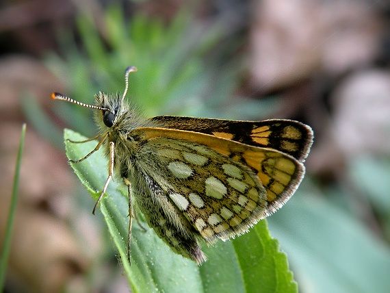 súmračník skorocelový Carterocephalus palaemon