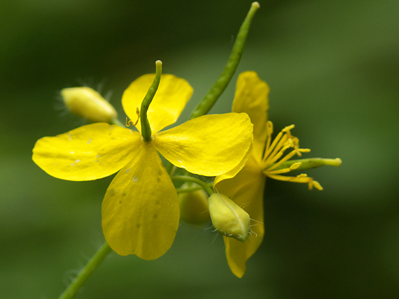 lastovičník väčší Chelidonium majus L.