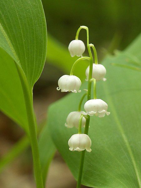 konvalinka voňavá Convallaria majalis L.