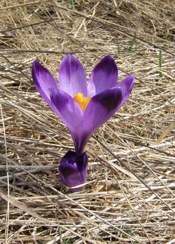 šafran karpatský Crocus heuffelianus Herb.