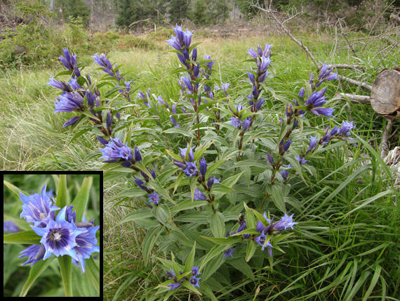 horec luskáčovitý Gentiana asclepiadea L.