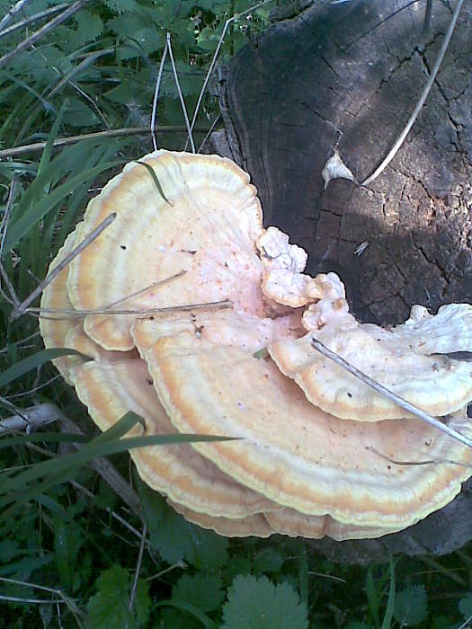 sírovec obyčajný Laetiporus sulphureus (Bull.) Murrill