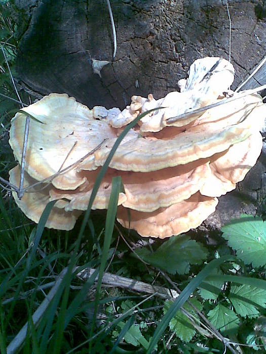 sírovec obyčajný Laetiporus sulphureus (Bull.) Murrill