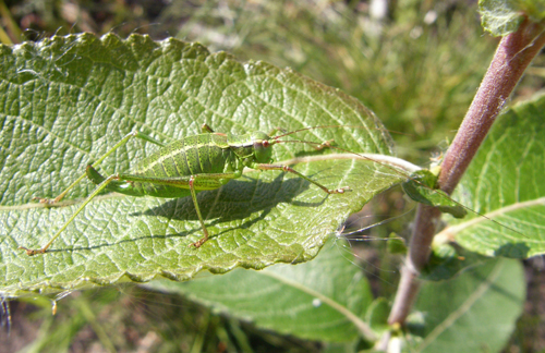 kobylka bielopása / kobylka bělopruhá ♀ Leptophyes albovittata Kollar, 1833