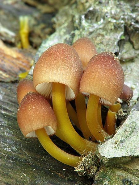 prilbička žltohlúbiková Mycena renati Quél.