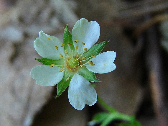 nátržník biely Potentilla alba L.