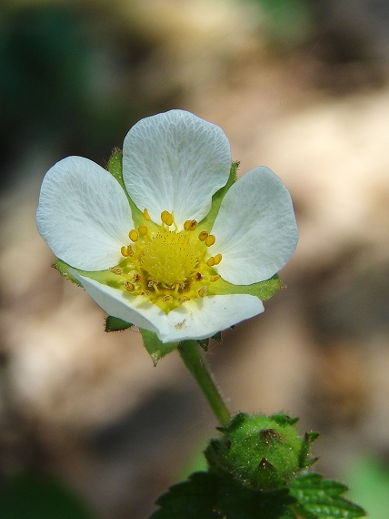 nátržník skalný Potentilla rupestris L.