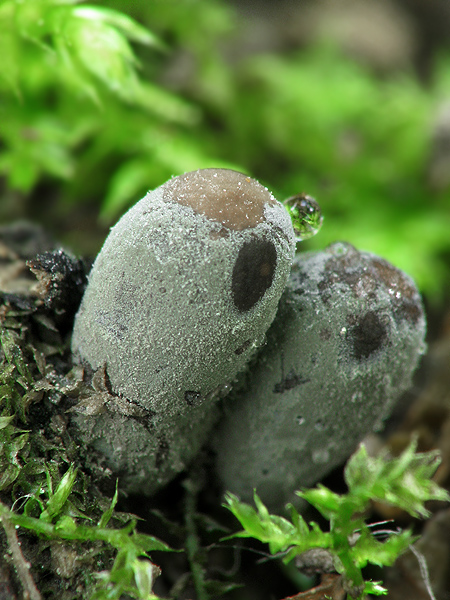 drevnatec kyjakovitý Xylaria polymorpha (Pers.) Grev.