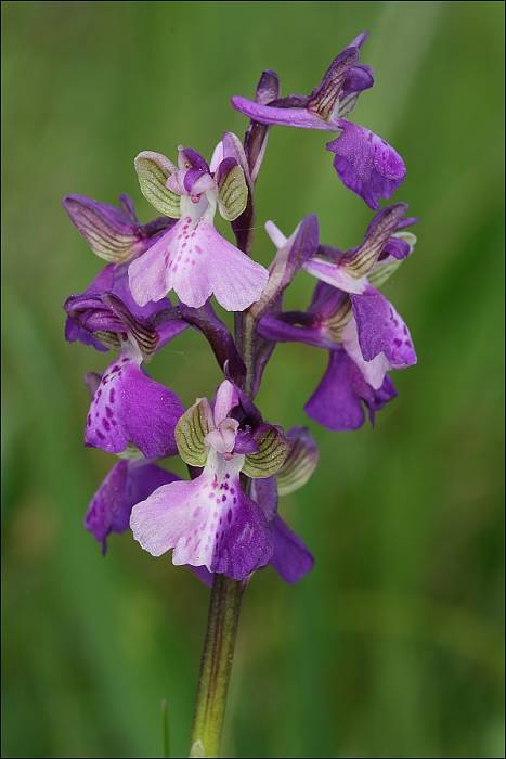 červenohlav obyčajný Anacamptis morio (L.) R. M. Bateman, A. M. Pringeon & M. W. Chase