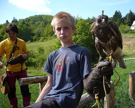 myšiak lesný Buteo buteo