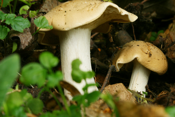 čírovnica májová Calocybe gambosa (Fr.) Donk