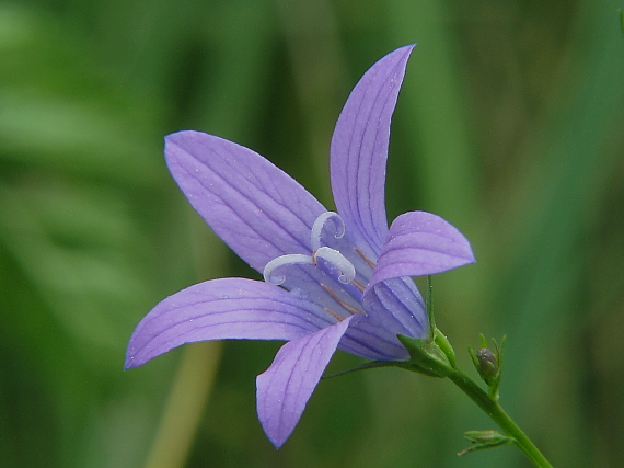 zvonček konáristý Campanula patula L.