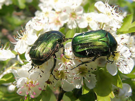 zlatohlávek zlatý Cetonia aurata