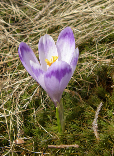 šafran spišský Crocus discolor G. Reuss