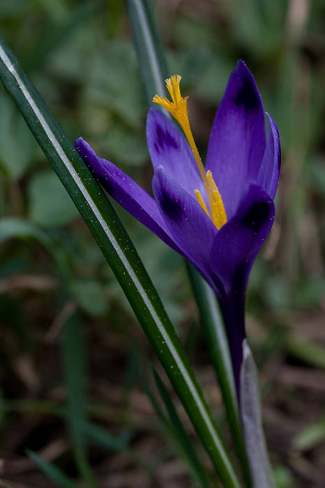 šafran karpatský Crocus heuffelianus Herb.