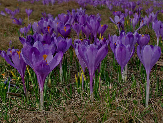 šafran Crocus sp.