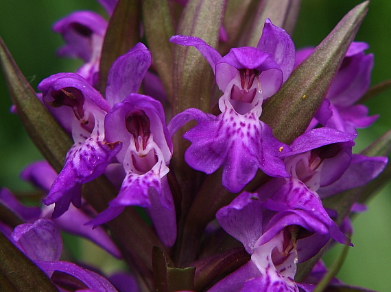 vstavačovec májový pravý Dactylorhiza majalis subsp. majalis (Reincherb.) Hunt & Summerh.