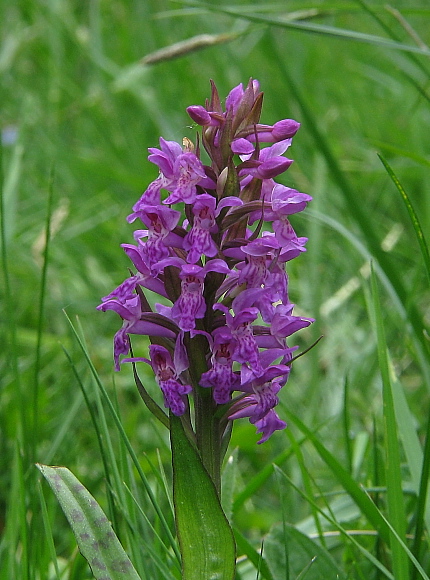 vstavačovec májový pravý Dactylorhiza majalis subsp. majalis (Reincherb.) Hunt & Summerh.