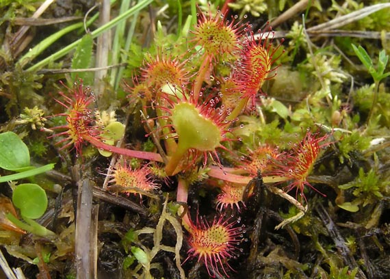 rosička okruholistá - rosnatka okrouhlolistá Drosera rotundifolia L.