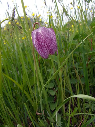 korunkovka strakatá Fritillaria meleagris L.