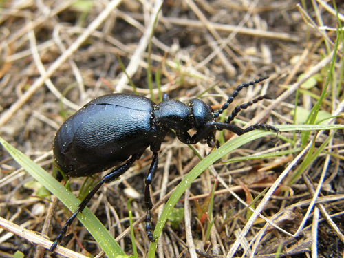 májka fialová / majka fialová Meloe violaceus Marsham, 1802