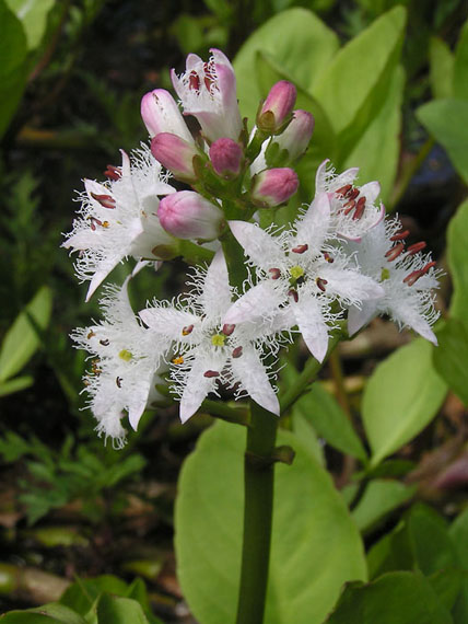 vachta trojlistá Menyanthes trifoliata L.